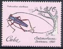 Skap-cuba_14_beetles_2299-2304.jpg-crop-206x160at386-56.jpg