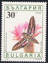 Skap-bulgaria_15_bfly-moths_3551-6.jpg-crop-156x205at4-218.jpg