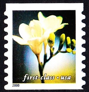 Colnect-2987-145-Freesia.jpg