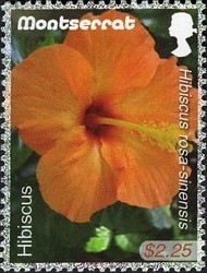 Colnect-1524-184-Hibiscus.jpg