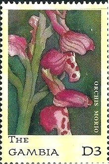 Colnect-2827-323-Orchis-morio.jpg