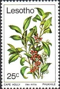 Colnect-1730-146-Cape-holly.jpg