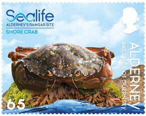 Colnect-6440-758-Shore-Crab.jpg