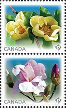 Colnect-1866-460-Magnolias.jpg