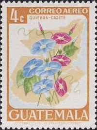 Colnect-1814-083-Ipomoea-sp.jpg