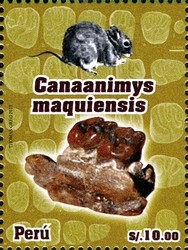 Colnect-2360-137-Canaanimys-maquiensis.jpg