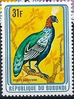 Colnect-3097-636-Congo-Peacock-Afropavo-congensis.jpg