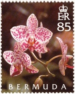 Colnect-799-404-Phalaenopsis-Pine-Hill.jpg