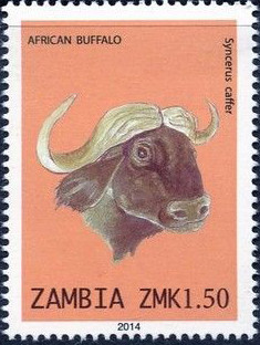 Colnect-2448-602-African-buffalo.jpg