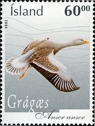 Colnect-1473-405-Greylag-Goose-Anser-anser.jpg