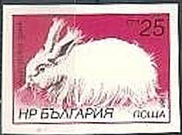 Colnect-1795-905-Angora-Rabbit-Oryctolagus-cuniculus-forma-domestica---Impe.jpg