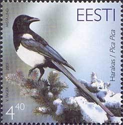 Colnect-190-528-Magpie-Pica-pica.jpg