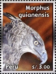 Colnect-2360-139-Crested-Eagle-Morphnus-guianensis.jpg