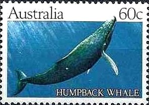 Colnect-1042-597-Humpback-Whale-Megaptera-novaeangliae.jpg