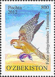 Colnect-1249-628-Barbary-Falcon-Falco-pelegrinoides.jpg