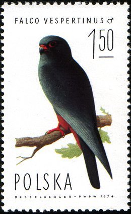 Colnect-1989-661-Red-footed-Falcon-Falco-vespertinus-Male.jpg