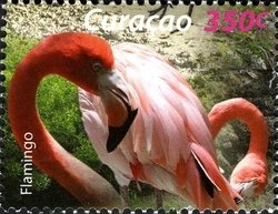 Colnect-1628-964-Caribbean-Flamingo-Phoenicopterus-ruber.jpg