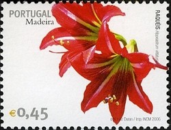 Colnect-546-328-Madeira-Flowers-Amaryllis-Hippeastrum-vittatum.jpg