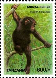 Colnect-1692-513-Chimpanzee-Pan-troglodytes.jpg
