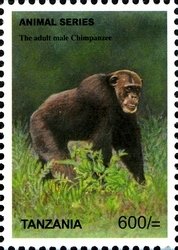 Colnect-1692-515-Chimpanzee-Pan-troglodytes.jpg