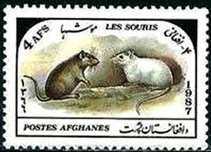 Colnect-2110-696-Brown-and-white-mice-Mus-sp.jpg