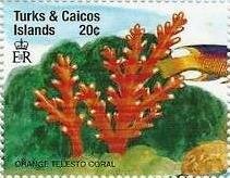 Colnect-5767-874-Orange-telesto-coral.jpg