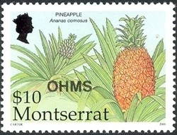 Colnect-1530-053-Pineapple-Ananas-comosus.jpg