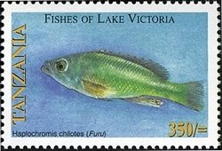 Colnect-1690-477-Victoria-Biglip-Hap-Cichlid-Haplochromis-chilotes.jpg