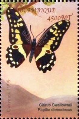 Colnect-5089-344-Papilio-demodocus.jpg