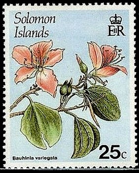 Bauhinia-variegata.jpg