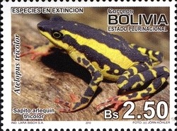 Colnect-1415-629-Three-colored-Harlequin-Toad-Atelopus-tricolor.jpg