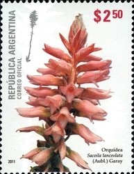 Colnect-1426-238-Orchid-Garay-Sacoila-lanceolata.jpg