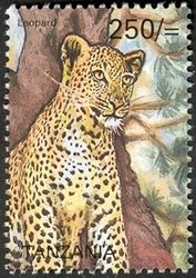 Colnect-1690-042-Leopard-Panthera-pardus.jpg