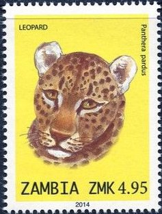 Colnect-2448-613-Leopard-Panthera-pardus.jpg