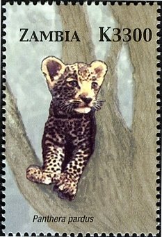 Colnect-3051-627-Leopard-Panthera-pardus.jpg
