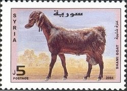 Colnect-1428-671-Shami-Goat-Capra-aegagrus-hircus.jpg