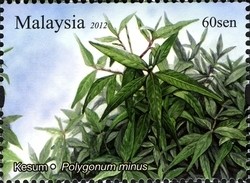 Colnect-1434-463-Aromatic-Plants---Kesum.jpg