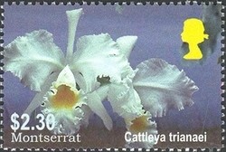 Colnect-1530-080-Cattleya-trianaei.jpg
