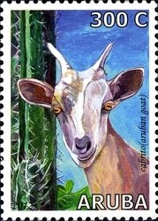 Colnect-1622-491-Aruban-Goats-Capra-aegagrus-hircus.jpg