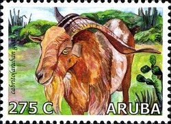 Colnect-1622-492-Aruban-Goats-Capra-aegagrus-hircus.jpg