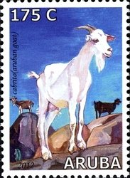Colnect-1622-494-Aruban-Goats-Capra-aegagrus-hircus.jpg