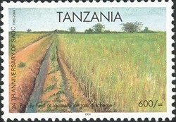Colnect-1690-234-Paddy-fields-at-Igomelo-irrigation-scheme.jpg