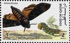 Colnect-3478-603-Eastern-death-rsquo-s-head-hawkmoth.jpg