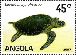 Colnect-1325-251-Olive-Ridley-Sea-Turtle-Lepidochelys-olivacea.jpg