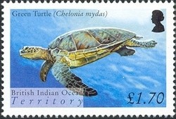 Colnect-1425-794-Green-Sea-Turtle-Chelonia-mydas.jpg