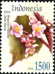 Colnect-1586-567-Flora---Begonia-robusta.jpg