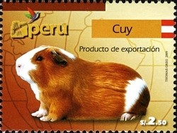 Colnect-1594-982-Guinea-Pig-Cavia-porcellus.jpg