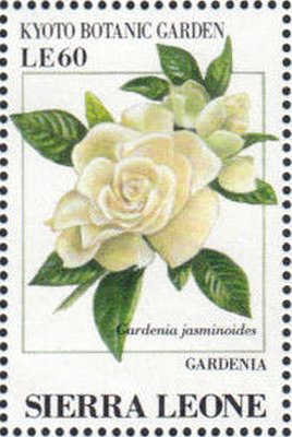 Colnect-4207-982-Gardenia-Gardenia-jasminoides.jpg