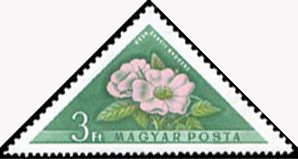Colnect-859-233-Dog-roses-Rosa-villosa-v-sancti--andreae.jpg