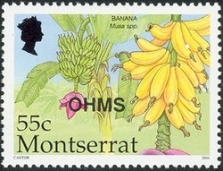 Colnect-1530-045-Banana-Musa-spp.jpg